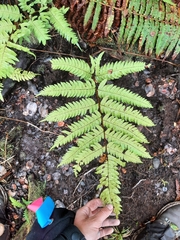 Pteris excelsa