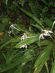 Maxillaria caucana