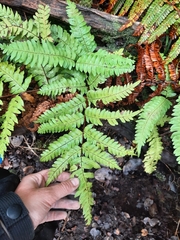 Pteris excelsa