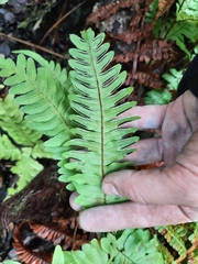 Pteris excelsa