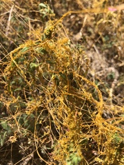 Cuscuta californica