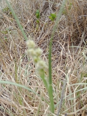 Cenchrus tribuloides