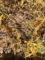 Cuscuta californica