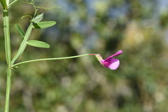 Lathyrus clymenum