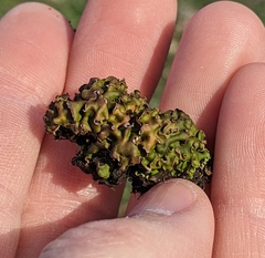 Clavascidium lacinulatum