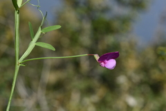 Lathyrus clymenum