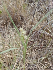 Cenchrus tribuloides