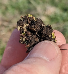 Clavascidium lacinulatum