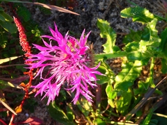 Centaurea polyacantha