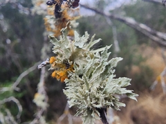 Ramalina complanata