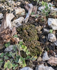 Clavascidium lacinulatum