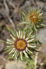 Carlina vulgaris spinosa