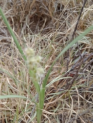 Cenchrus tribuloides