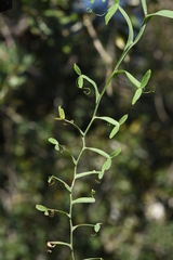 Lathyrus clymenum