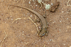 Gallotia galloti