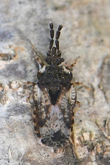 Aradus depressus