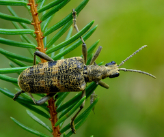 Rhagium mordax