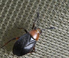 Capsus ater