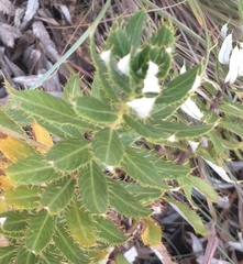 Berkheya seminivea