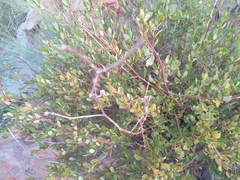 Cryptolepis oblongifolia