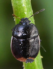 Legnotus limbosus