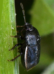 Legnotus limbosus