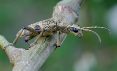 Rhagium mordax