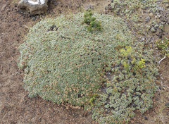 Acaena caespitosa