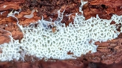 Ceratiomyxa fruticulosa