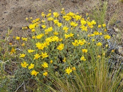 Grindelia anethifolia