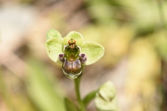 Ophrys bombyliflora