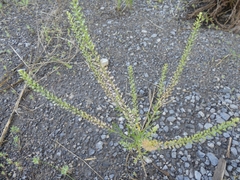 Lepidium densiflorum