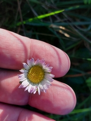 Bellis sylvestris