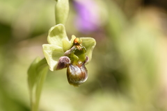 Ophrys bombyliflora