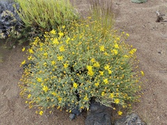 Grindelia anethifolia