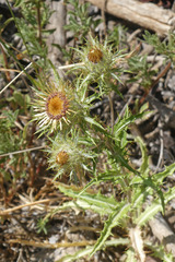 Carlina vulgaris spinosa
