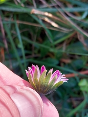 Bellis sylvestris