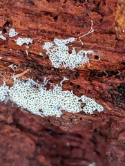 Ceratiomyxa fruticulosa