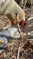 Kalopanax septemlobus