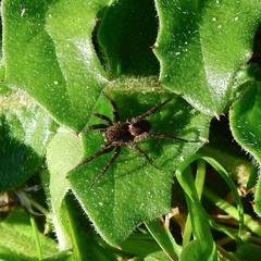 Alopecosa albofasciata