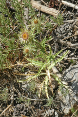 Carlina vulgaris spinosa