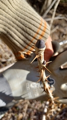 Kalopanax septemlobus