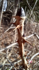 Kalopanax septemlobus