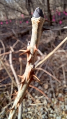 Kalopanax septemlobus