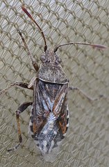 Stictopleurus crassicornis