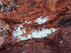 Ceratiomyxa fruticulosa