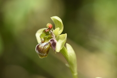 Ophrys bombyliflora