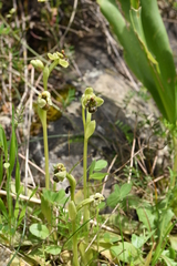 Ophrys bombyliflora