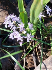 Scilla monophyllos