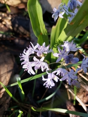 Scilla monophyllos